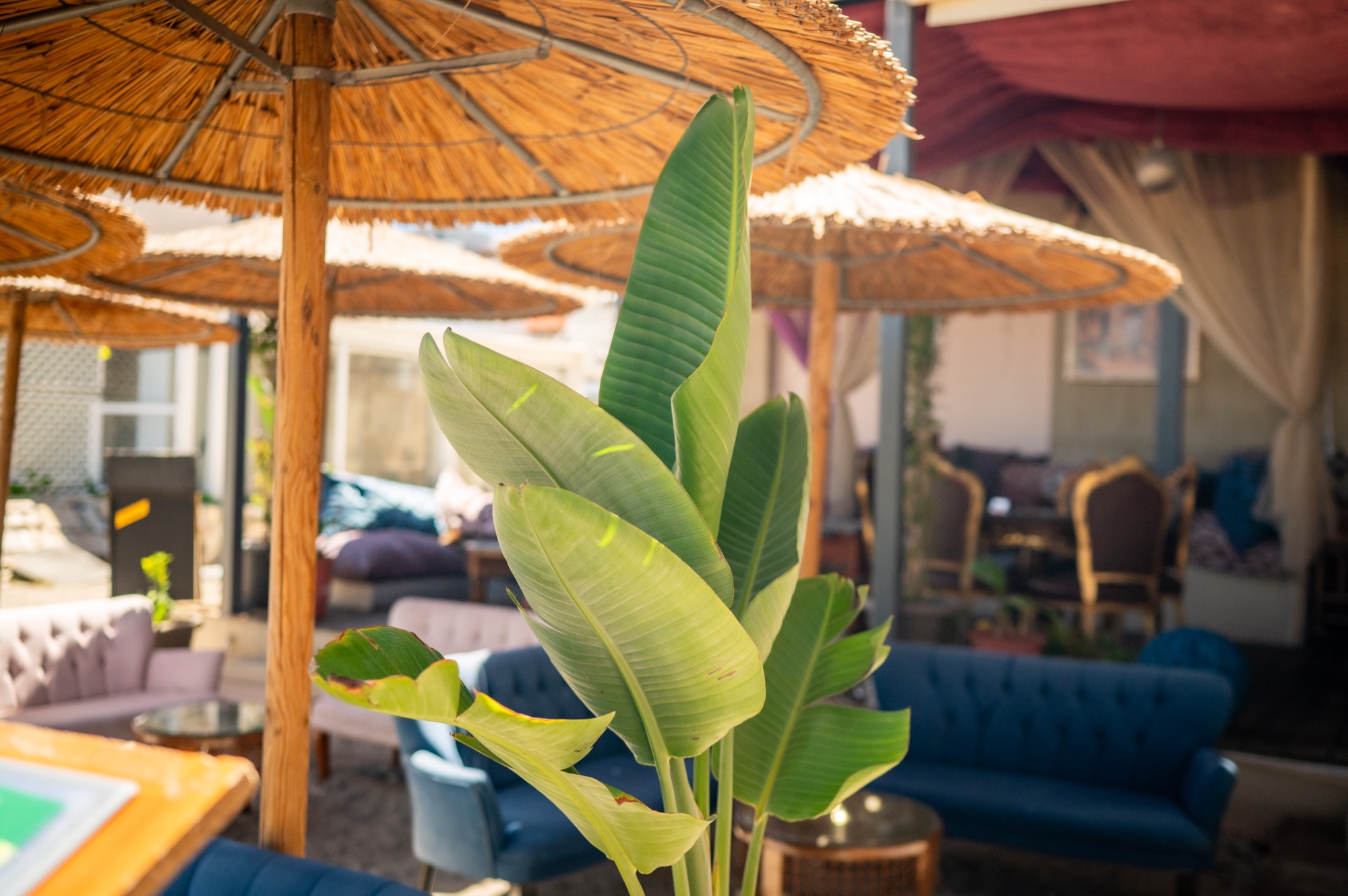 Daytime beach seating and umbrellas at Harem